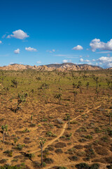A hiking trail through Joshua trees.