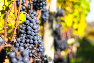 Pinto Grapes on the vine ready for harvest 