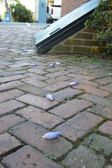 flowers on the brick path