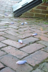 flowers on the brick path