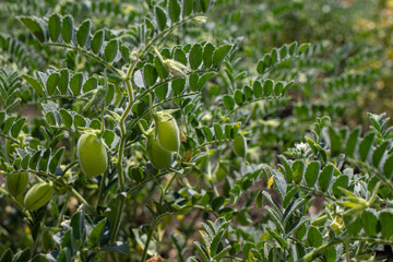 Green field of chickpeas of Turkish lamb peas. Legumes, cultivation.