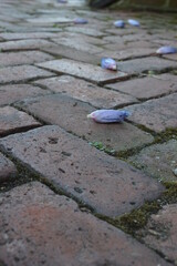 flowers on the brick path