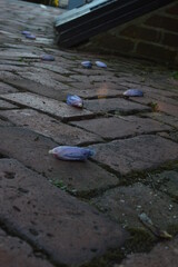 flowers on the brick path