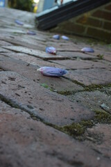 flowers on the brick path