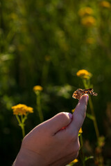 A butterfly on a girl's finger.
