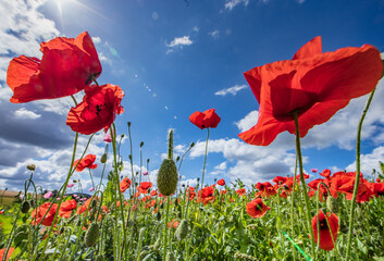 mohn