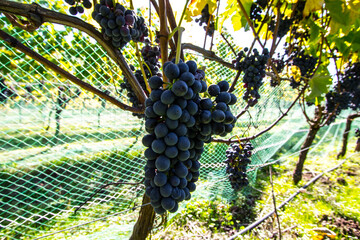 Grapes under netting at Vineyard 