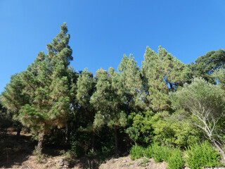Fototapeta premium Paesaggio Sud Sardegna