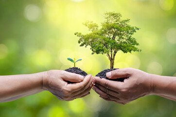 environment Earth Day In the hands of trees growing seedlings. Bokeh green Background Female hand...