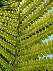 Obraz premium Green fern leaf in the sun