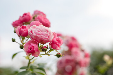 Pink roses in the garden. Blooming climbing roses on the bush. Flowers growing in the garden. Selective focus