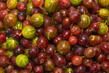 Gooseberry  as a background.