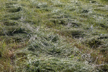 freshly cut grass dries in the hot sun