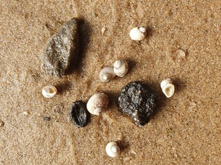 Shells and colorful pebbles on wet sand