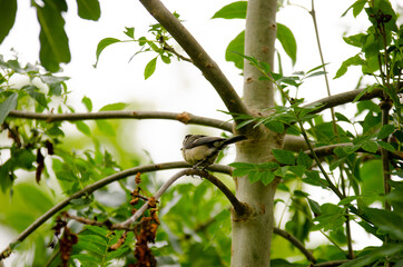 great tit standing on a branch