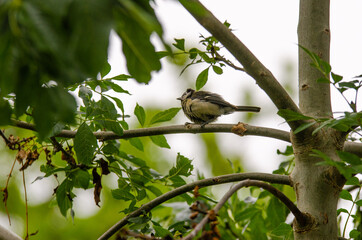 great tit on a branch