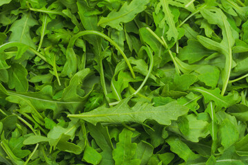 Fresh leaves of arugula.