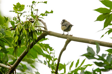 bird on a branch