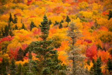 Living and dead evergreen trees with a background of colorful deciduous trees.