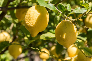 Zitronen am Baum - Zedratzitrone