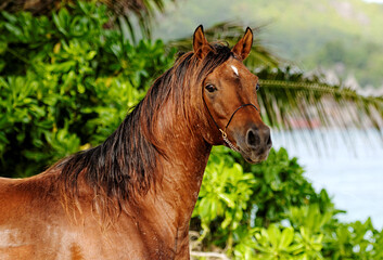Arab Horse Stallion on Beach between palm trees purebred portrait in paradise