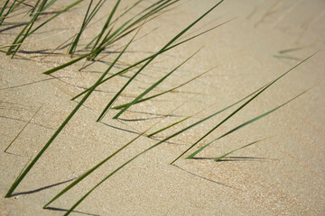 grass in sand