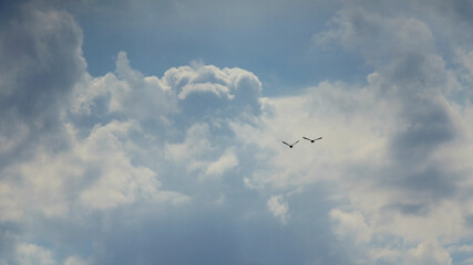two flying birds on the background of clouds