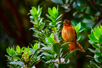 Rayito Brillante / Shining Sunbeam / Aglaeactis cupripennis ubicado en la Reserva Yanacocha, Ecuador