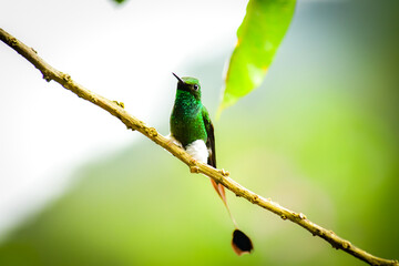 Title: El colibrí de raquetao colibrí cola de hoja o cola de raqueta macho / White-booted racket-tail Male Hummingbird / Ocreatus underwoodii - Alambi, Ecuador

