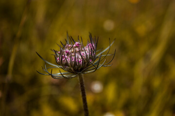  thistle flower