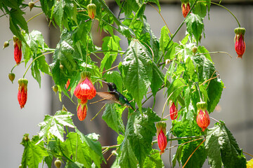 Colibrí Abejorro / Chaetocercus bombus / Little Woodstar, colibrí en estado vulnerable, localizado en la ciudad de Quito, Ecuador © Migue