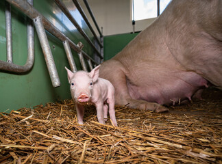 Bio - Schweinehaltung, Einblick in eine eingestreute Abferkelbucht mit geöffnetem Ferkelschutzkorb.