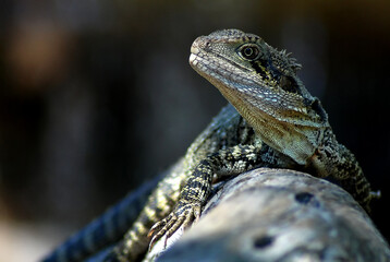 Bearded Dragon reptile lizard portrait