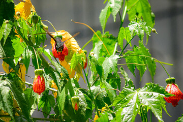 Colibrí Abejorro / Chaetocercus bombus / Little Woodstar, colibrí en estado vulnerable, localizado en la ciudad de Quito, Ecuador