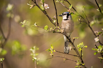 A blue jay sitting in a tree on a spring day.