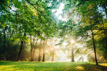 Fototapeta na wymiar Early Morning Sunlight in idyllic and peaceful park meadow with sunbeams shining bright trough trees