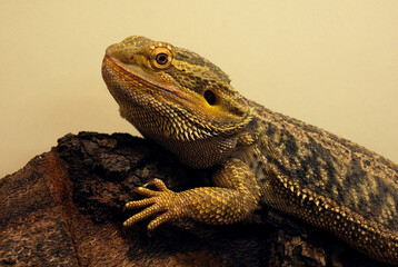 bearded dragon lizard portrait reptile of australia