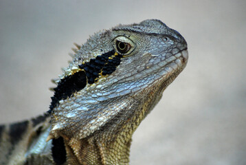 Bearded Dragon reptile lizard portrait