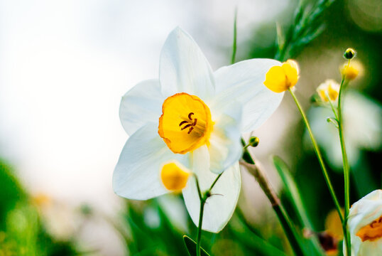 White Poets Daffodil or pinkster lily in bloom in spring beautiful gardening closeup flower head and petals
