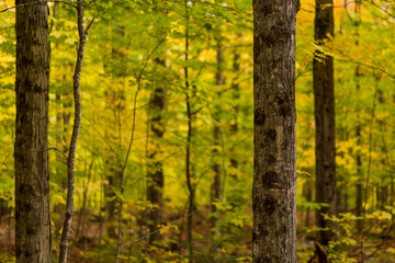 A brilliant autumn forest scene.