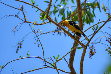 Huiracchuro / Golden Grosbeak / Pheucticus chrysogaster en una rama localizado en Quito, Ecuador