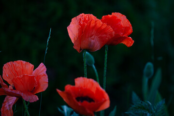Red poppy flowers in evening garden
