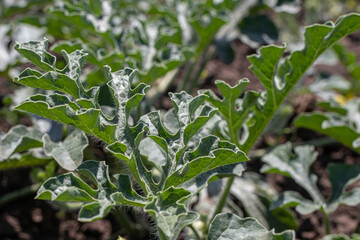 Green watermelon sprouts, a field of bashtan chestnut. How the watermelon grows.