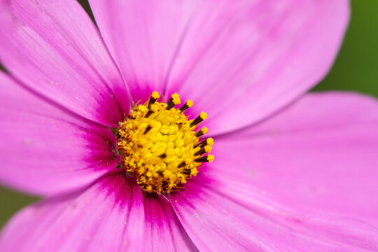 daisy bushes or african daisy closeup purple flower petals with blue and orange stamen