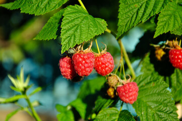 ripe raspberries on a bush on a sunny summer day. blurred background