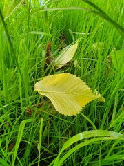 Yellow leaf of elm tree in green grass