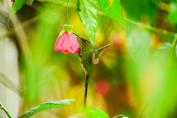 Colibrí Colilargo Menor/ Lesbia nuna localizado alimentándose en una flor de un jardín de Quito, Ecuador  © Migue
