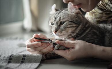 Trimming Cat clippers nails . Owner's hand holding clippers nail and cat's paw nails Selective...