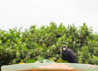 Obraz premium Crow bird Royal black raven During the daytime . Carrion Crow Looking at you.