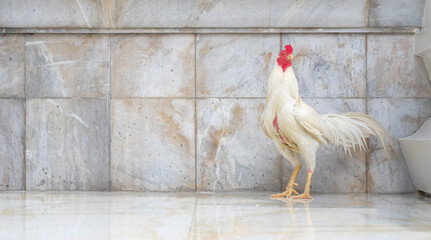 White Fighting cock on marble background . White Rooster, Cock or Fighting Chicken for Thai Game is...